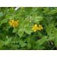 362000-stinkende-gouwe