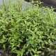 368050-waterpeper