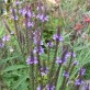 372120-ijzerhard-blauwe-blue