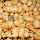409160-oca-amarillo