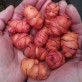 409165-oca-orange-beauty