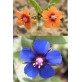 503800-anagallis-arvensis-mixed