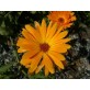 510200-calendula-officinalis-nova