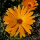 510205-calendula-officinalis-nova