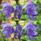 518600-dracocephalum-moldavicum-blue-dragon