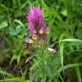539812-melampyrum-arvense