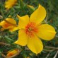 539820-mentzelia-lindleyi