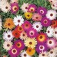 539900-mesembryanthemum-criniflorum-mixed-african-dream