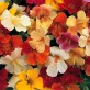 540200-mimulus-luteus-twinkle-f2