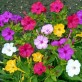 540500-mirabilis-jalapa-mix