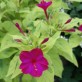 540550-mirabilis-jalapa-limegreen