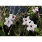 540600-mirabilis-longiflora