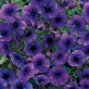 540820-monopsis-debilis-regal-purple