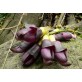 540880-mucuna-sempervirens