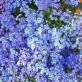 541000-nemesia-strumosa-blue-gem