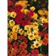 541100-nemesia-strumosa-carnival-mixed