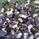 541200-nemesia-versicolor