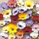 541300-nemesia-strumosa-compacta-tapestry
