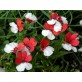 541400-nemesia-versicolor-st-george-danish-flag
