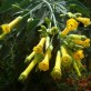 542380-nicotiana-glauca-gele-boomtabak