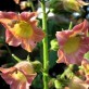 542385-nicotiana-glutinosa