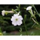 542442-nicotiana-suaveolens