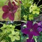 542445-nicotiana-sanderae-perfume-two-company-f1