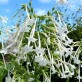 542450-nicotiana-sylvestris