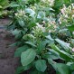 542500-nicotiana-tabacum-ahus