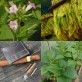 542529-nicotiana-tabacum-monte-calme-yellow