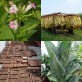542545-nicotiana-tabacum-orinoco-lizard-tail