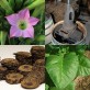 542550-nicotiana-tabacum-perique