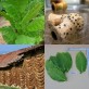 542555-nicotiana-tabacum-prilep