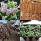 542570-nicotiana-tabacum-shirazi
