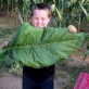 542574-nicotiana-tabacum-small-stalk-black-mammoth