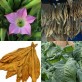 542580-nicotiana-tabacum-tennessee-burley