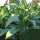 542581-nicotiana-tabacum-tennessee-red-leaf