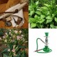 542584-nicotiana-tabacum-tik-konlak