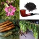 542600-nicotiana-tabacum-virginia-sweet-dark