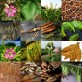 542610-nicotiana-tabacum-collectie-van-10