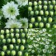 542970-nigella-damascena-albion-green-pod