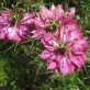 543050-nigella-damascena-mulberry-rose-persian-rose