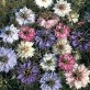 543100-nigella-damascena-persian-jewels-mixed