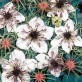 543210-nigella-hispanica-african-bride