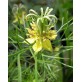 543300-nigella-orientalis-transformer