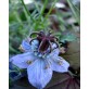 543325-nigella-papillosa-midnight-blue
