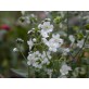 543800-omphalodes-linifolia-little-snow-white