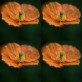 543970-papaver-atlanticum