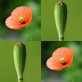 544010-papaver-dubium