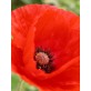 544020-papaver-glaucum